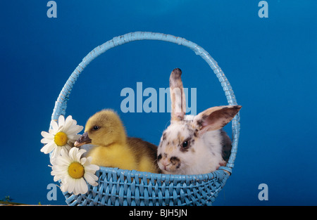 animal friendship : rabbit duckling basket Stock Photo