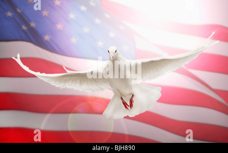 Dove flying in front of American flag Stock Photo