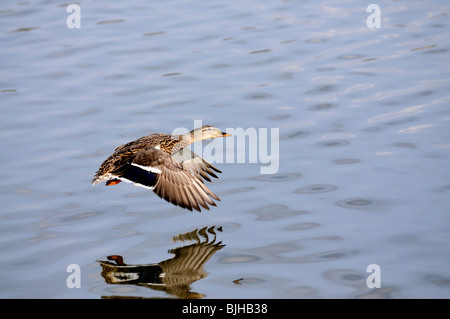 Female Mallard duck flying low over a lake in Kentucky USA
