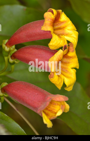 Crossvine, Cross-Vine, or Trumpet Flower, Bignonia capreolata of the family Bignoniaceae. Stock Photo