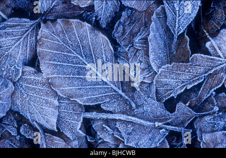 Beech leaves in winter Stock Photo