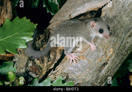 young Edible Dormouse branch / Glis glis Stock Photo