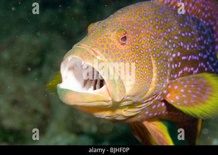 Grouper (Coral grouper a.k.a. Cephalopholis miniata) at cleaning station Stock Photo