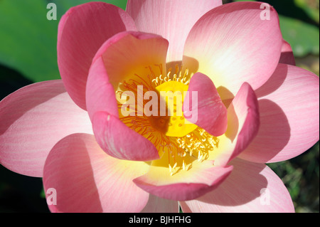 Sacred lotus water lily flower plant blossom on waterlily pond pool surface. Pink white green Stock Photo