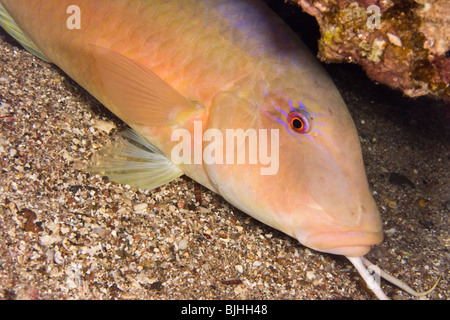 Goldsaddle goatfish (Parupeneus cyclostomus) Stock Photo