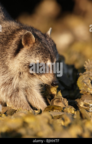 Raccoon foraging on Oyster bed Stock Photo