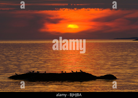 Birds on a rock at sunset, Renvyle Beach, Connemara, County Galway, Ireland Stock Photo