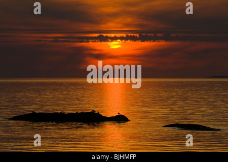 Birds on a rock at sunset, Renvyle Beach, Connemara, County Galway, Ireland Stock Photo