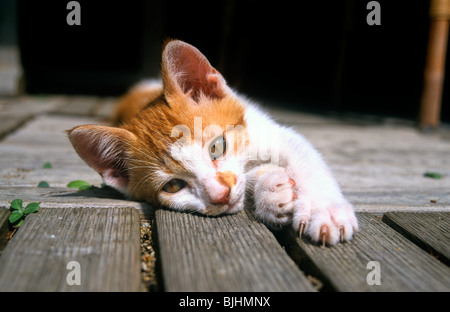 Ginger and white cat lying on ground outside on wooden decking Stock Photo