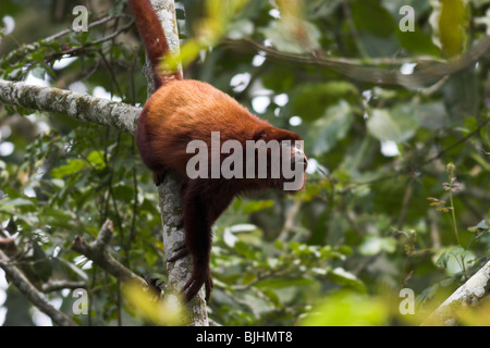 RED HOWLER monkey (Alouatta seniculus) in rainforest, Henri Pittier National Park, Venezuela. Stock Photo