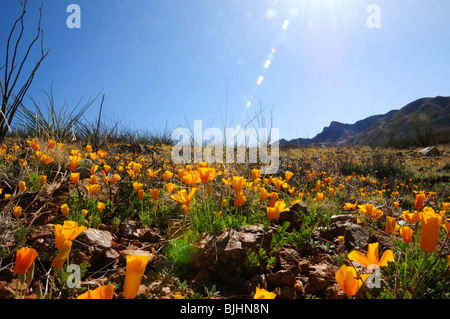 Mexican poppies, (Argemone mexicana), grow in the Sonoran Desert, Green Valley, Arizona, USA. Stock Photo