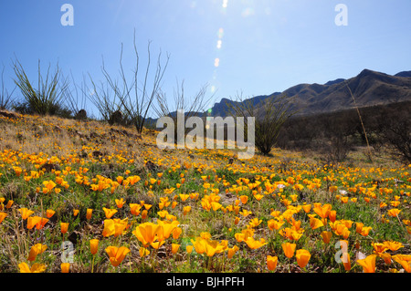 Mexican poppies, (Argemone mexicana), grow in the Sonoran Desert, Green Valley, Arizona, USA. Stock Photo