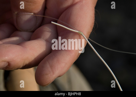 Splice between fly line and leader. Stock Photo