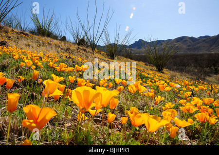 Mexican poppies, (Argemone mexicana), grow in the Sonoran Desert, Green Valley, Arizona, USA. Stock Photo