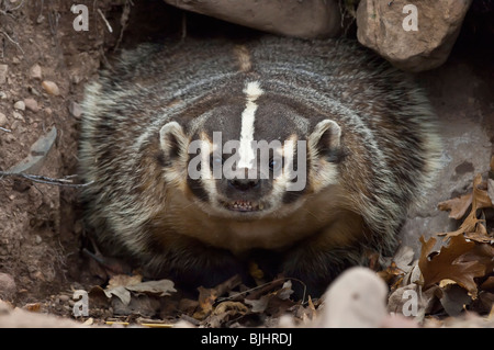 American badger, Taxidea taxus, Sandstone, Minnesota, USA Stock Photo ...