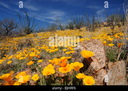 Mexican poppies, (Argemone mexicana), grow in the Sonoran Desert, Green Valley, Arizona, USA. Stock Photo