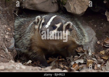 American badger, Taxidea taxus, Sandstone, Minnesota, USA Stock Photo ...