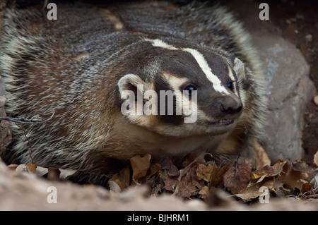 American badger, Taxidea taxus, Sandstone, Minnesota, USA Stock Photo ...
