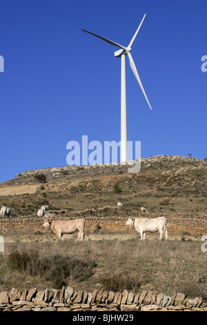 Cow cattle under electric windmills in blue sky background Stock Photo