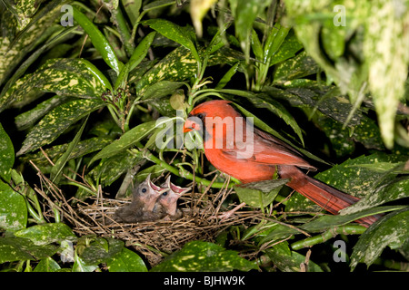 Male northern cardinal (Cardinalis cardinalis) feeding nestlings, Georgia, USA Stock Photo