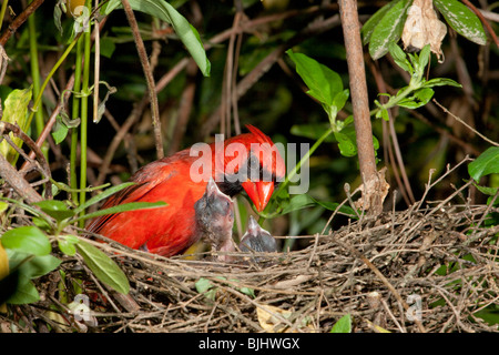 Male northern cardinal (Cardinalis cardinalis) feeding nestlings (Georgia, USA). Stock Photo