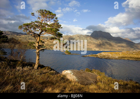Scots Pine on shores of Loch Maree with Slioch Mountain in distance Stock Photo