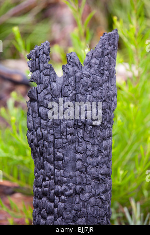 A burnt tree in Kinglake,one of the worst affected communities of the catastrophic 2009 Australian bush fires. Stock Photo