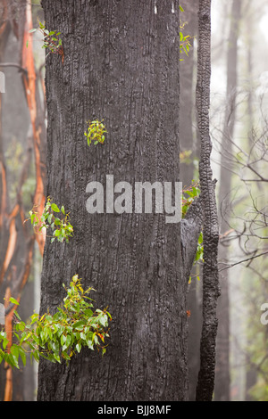 Destroyed forest in Kinglake,one of the worst affected communities of the catastrophic 2009 Australian bush fires. Stock Photo