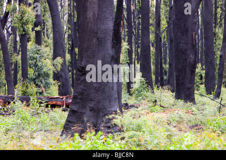 Destroyed forest in Kinglake,one of the worst affected communities of the catastrophic 2009 Australian bush fires. Stock Photo