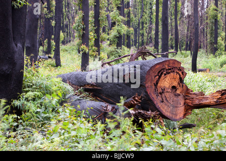 Destroyed forest in Kinglake,one of the worst affected communities of the catastrophic 2009 Australian bush fires. Stock Photo