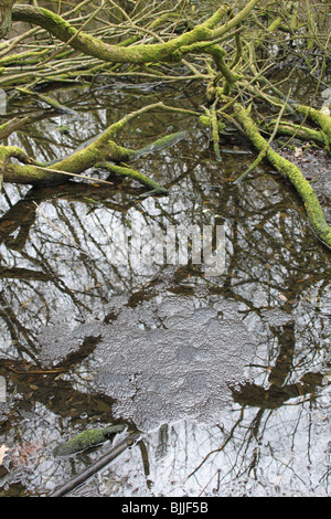 Frogspawn in woodland pond Stock Photo