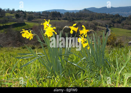Daffodil or Lent Lily (Narcissus pseudonarcissus) Stock Photo