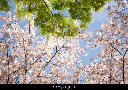 Cherry tree and a green tree side by side Stock Photo
