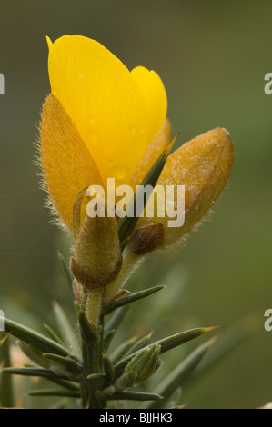 Common Gorse flower (Ulex europaeus) Stock Photo