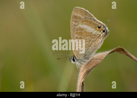 Peablue or Long-tailed Blue butterfly  (Lampides boeticus) Stock Photo