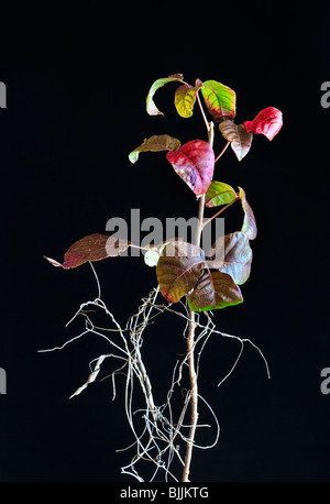 Eastern Poison Ivy, Toxidendron radicans, James E Grey Preserve, New Port Richey, Florida Stock Photo