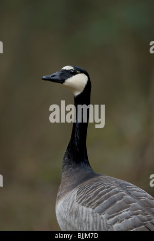 canada goose barnacle goose hybrid canada goose barnacle goose hybrid