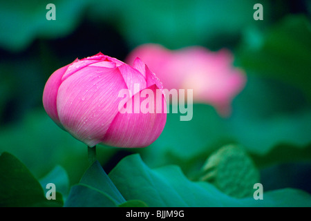 Closed pink lotus flower Stock Photo