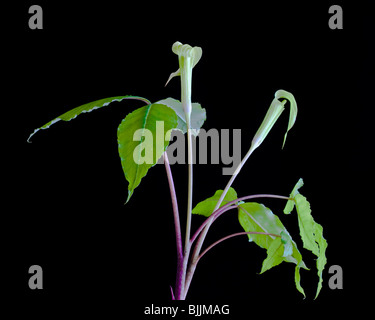 Jack in the pulpit, Arisaema triphyllum, Werner Boyce Salt Springs State Park, Florida Stock Photo