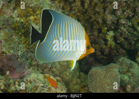 Orange-face butterflyfish in the Red Sea, off Hurghada, Egypt. Stock Photo
