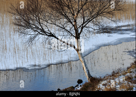 Birch tree outlined against part frozen pond with ice, snow, reeds and reflections in unfrozen water Stock Photo