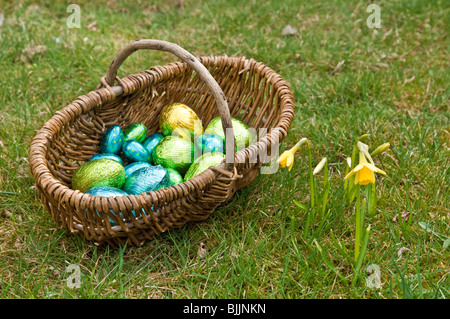 A willow basket, containing chocolate foil wrapped easter eggs, on grass with yellow daffodils. Stock Photo