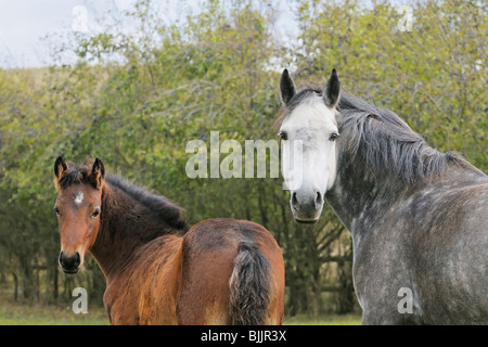 Connemara horse mare foal Stock Photo