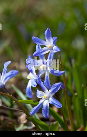 Chionodoxa lucillae (Glory of the Snow), bright blue flowering spring bulb. Charles Lupica Stock Photo