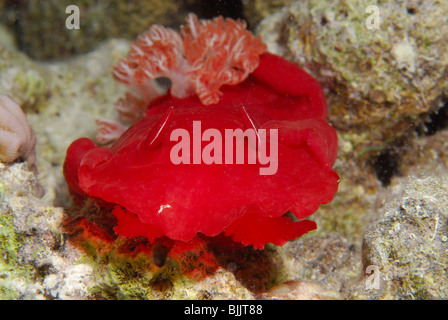 Spanish dancer in the Red Sea, off Hurghada, Egypt. Stock Photo