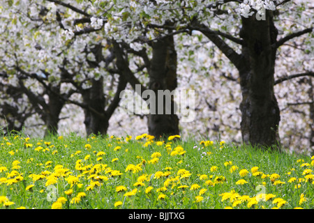 Blooming cherry trees in Baselbiet, Switzerland, Europe Stock Photo