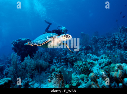 Turks & Caicos, Providenciales, woman diver with hawksbill turtle at Cathedral divesite Stock Photo