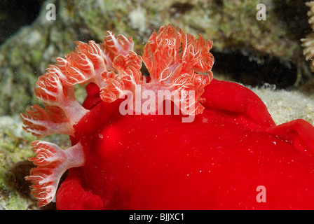 Spanish dancer in the Red Sea, off Hurghada, Egypt. Stock Photo