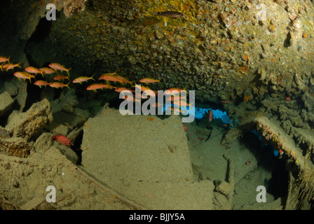 Wreck of Dunraven in the Red Sea, off coast of Egypt Stock Photo