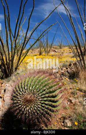 Mexican poppies, (Argemone mexicana), grow in the Sonoran Desert, Green Valley, Arizona, USA. Stock Photo